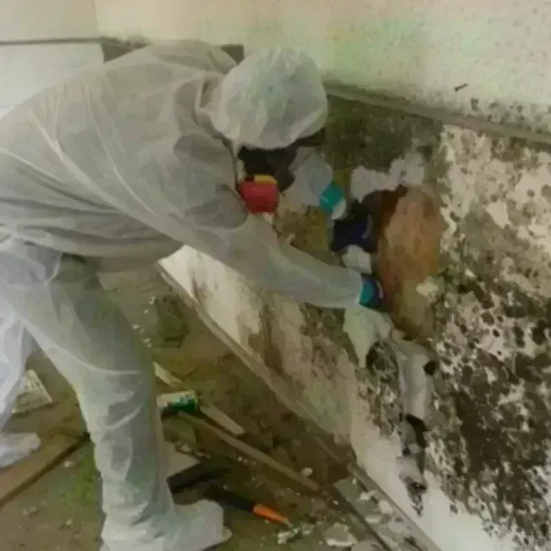 Mold Remediation and Removal in Marcus Hook, PA